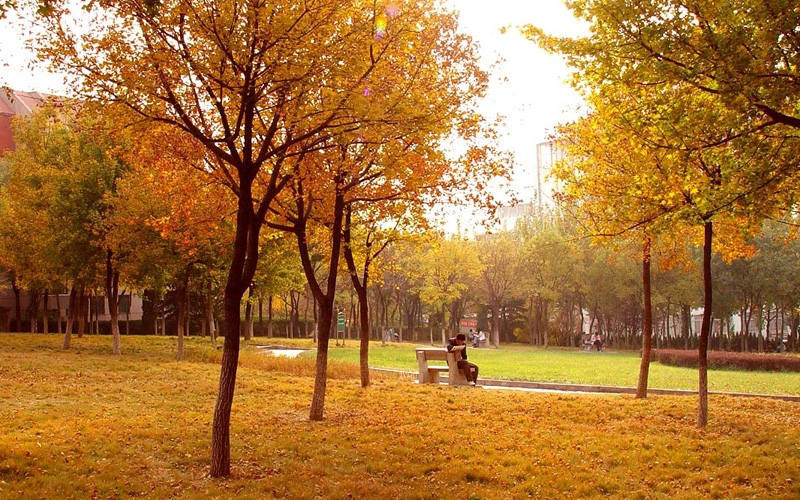 科技大学2017年秋天最新的校园风景拍摄图